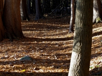52316CrLeReUsm - An autumn walk in Greenwood Conservation Area  Peter Rhebergen - Each New Day a Miracle